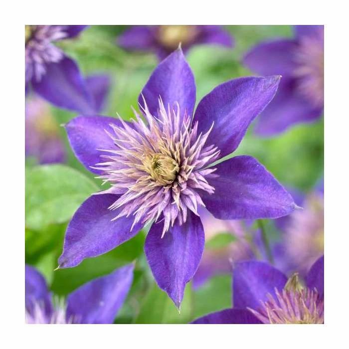 50-90cm Clematis 'Multi Blue' | 3L Pot 1 50-90cm Clematis 'Multi Blue' | 3L Pot