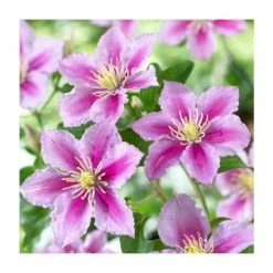 50-90cm Clematis 'Piilu' | 3L Pot