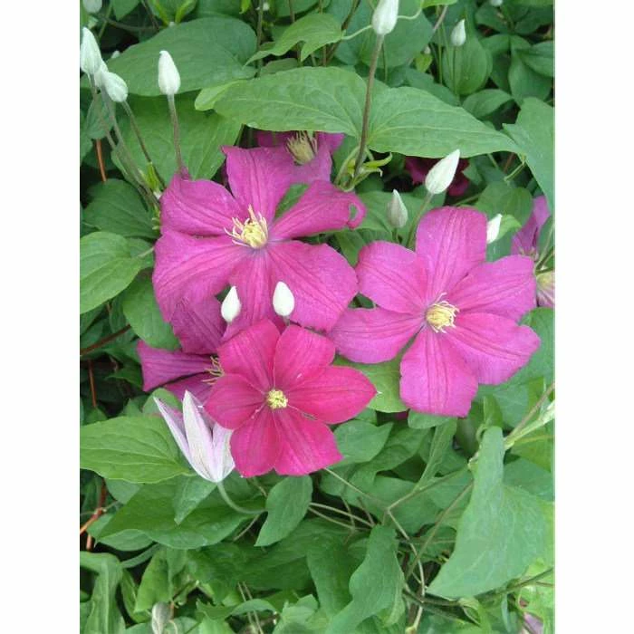 50-90cm Clematis 'Remembrance' | 3L Pot | Clematis Ranunculaceae 2 50-90cm Clematis 'Remembrance' | 3L Pot | Clematis Ranunculaceae - Image 2