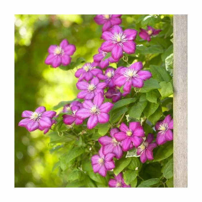 50-90cm Clematis 'Ville De Lyon' | 3L Pot 1 50-90cm Clematis 'Ville De Lyon' | 3L Pot