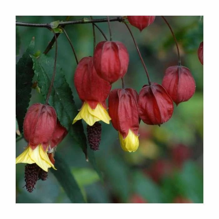 50-90cm Trailing Abutilon | Abutilon Megapotamicum | 3L Pot 2 50-90cm Trailing Abutilon | Abutilon Megapotamicum | 3L Pot - Image 2