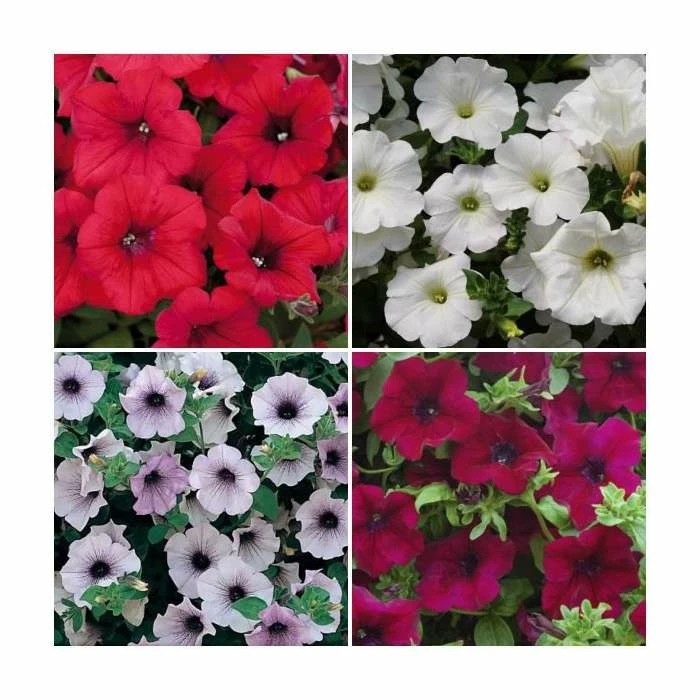 30 x Jumbo Plugs | Petunia Surfinia Collection | Hand-Picked By Experts 1 30 x Jumbo Plugs | Petunia Surfinia Collection | Hand-Picked By Experts