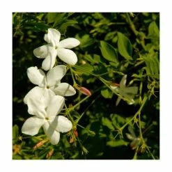 50-90cm Jasminum Officinale 'Clotted Cream' | 3L Pot
