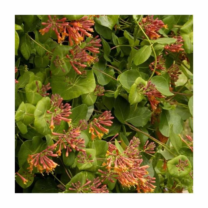 50-90cm Lonicera x Brownii 'Dropmore Scarlet' | 3L Pot 1 50-90cm Lonicera x Brownii 'Dropmore Scarlet' | 3L Pot