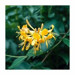50-90cm Lonicera Periclymenum 'Sweet Sue' | 3L Pot