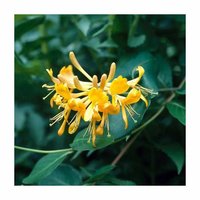 50-90cm Lonicera Periclymenum 'Sweet Sue' | 3L Pot 1 50-90cm Lonicera Periclymenum 'Sweet Sue' | 3L Pot