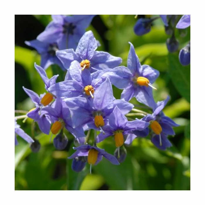 50-90cm Chilean Potato Tree | Solanum Glasnevin | 2.5L Pot 1 50-90cm Chilean Potato Tree | Solanum Glasnevin | 2.5L Pot