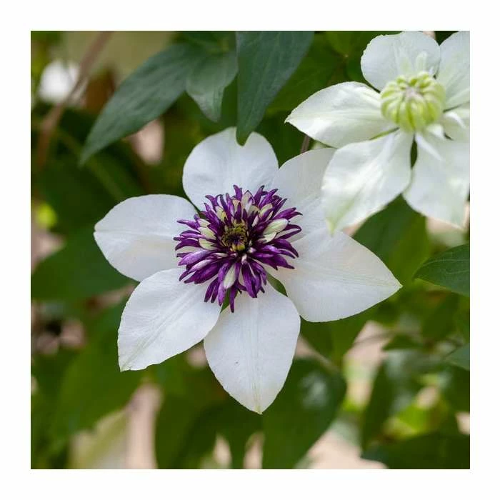 50-90cm Clematis Florida 'Sieboldii' | 3L Pot 1 50-90cm Clematis Florida 'Sieboldii' | 3L Pot