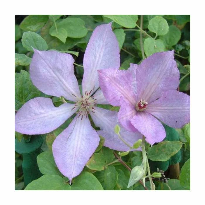 50-90cm Clematis 'Margaret Hunt' | 3L Pot 1 50-90cm Clematis 'Margaret Hunt' | 3L Pot