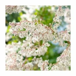 50-90cm Russian Vine | Fallopia Baldschuanicum | Polygonum | 3L Pot -August Plants Shop PL9448 add image 1 6030