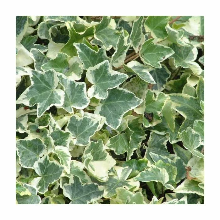50-90cm Hedera Helix 'Clotted Cream' | 3L Pot 1 50-90cm Hedera Helix 'Clotted Cream' | 3L Pot