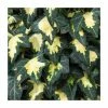 50-90cm Hedera Helix 'Goldheart' | 3L Pot
