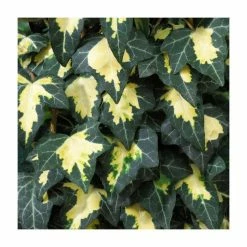 50-90cm Hedera Helix 'Goldheart' | 3L Pot