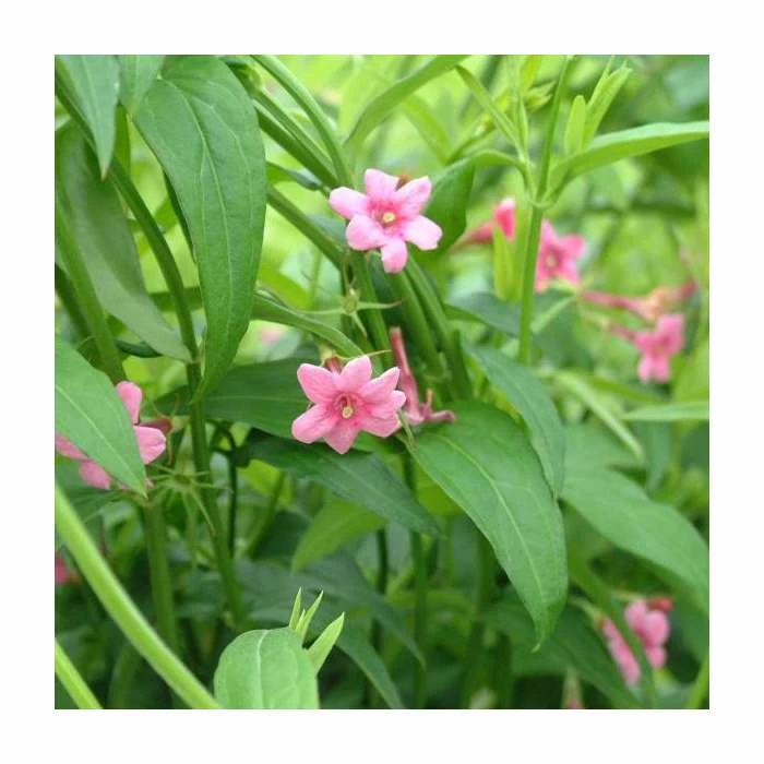 50-90cm Red Jasmine | Jasmine Beesianum | 3L Pot 1 50-90cm Red Jasmine | Jasmine Beesianum | 3L Pot