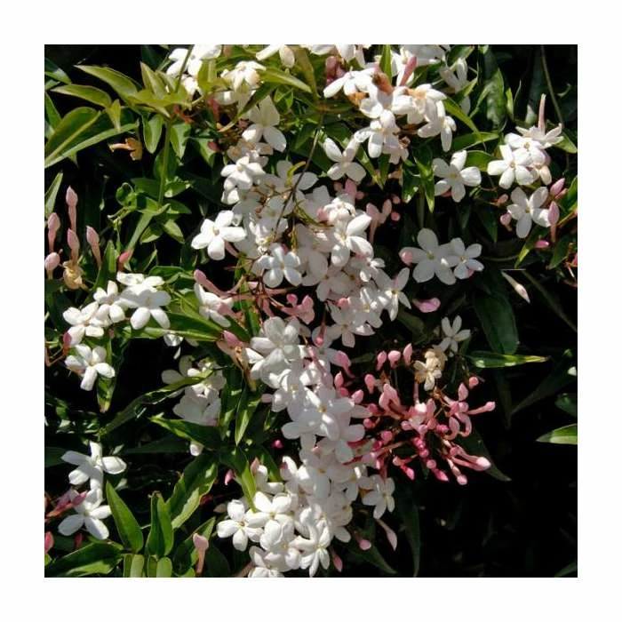 50-90cm Jasmine Officinale 'Affine' | 3L Pot 1 50-90cm Jasmine Officinale 'Affine' | 3L Pot