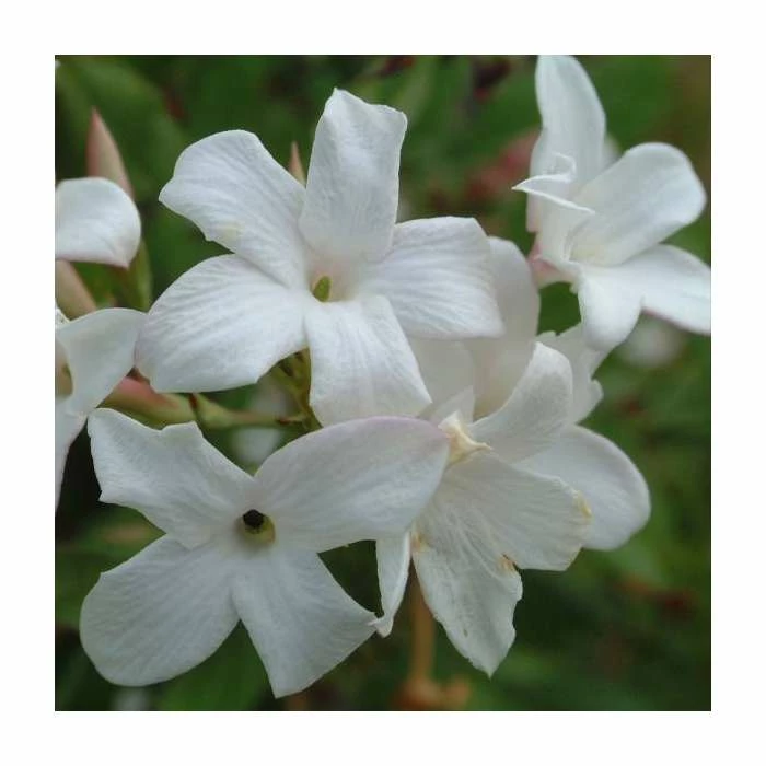 50-90cm Jasmine Officinale 'Affine' | 3L Pot 2 50-90cm Jasmine Officinale 'Affine' | 3L Pot - Image 2