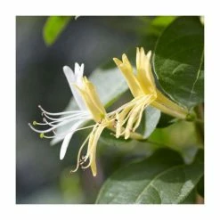 50-90cm Lonicera Japonica 'Hall's Prolific' | 3L Pot -August Plants Shop PL9456 add image 1 30a5