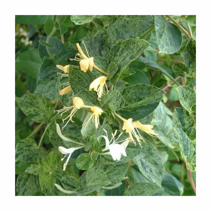 50-90cm Lonicera Japonica 'Mint Crisp' | 3L Pot 1 50-90cm Lonicera Japonica 'Mint Crisp' | 3L Pot