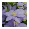 50-90cm Clematis 'Cezanne' | Raymond Evison | 3L Pot