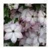 50-90cm Clematis 'Fond Memories' | 3L Pot