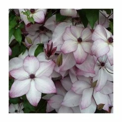50-90cm Clematis 'Fond Memories' | 3L Pot