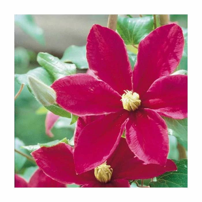 50-90cm Clematis 'Sunset' | 3L Pot 1 50-90cm Clematis 'Sunset' | 3L Pot