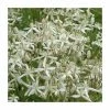 50-90cm Clematis 'Sweet Sensation' | 3L Pot