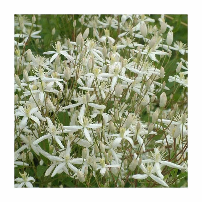 50-90cm Clematis 'Sweet Sensation' | 3L Pot 1 50-90cm Clematis 'Sweet Sensation' | 3L Pot