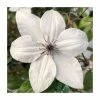 50-90cm Clematis 'Tsukiko' | 3L Pot