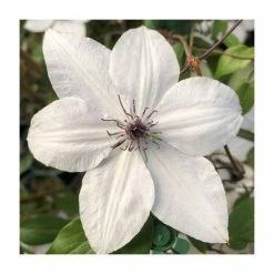 50-90cm Clematis 'Tsukiko' | 3L Pot