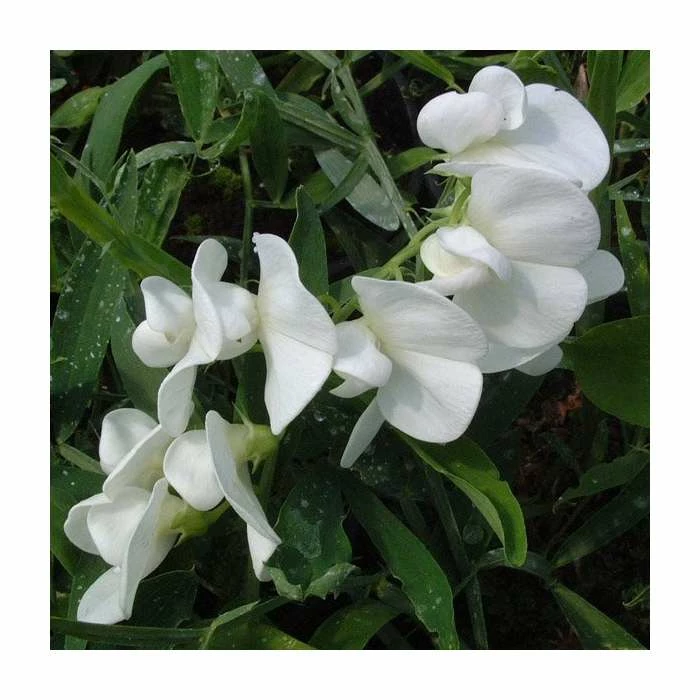 50-90cm Lathyrus latifolius 'White' | Everlasting Sweet Pea | 3L Pot 1 50-90cm Lathyrus latifolius 'White' | Everlasting Sweet Pea | 3L Pot