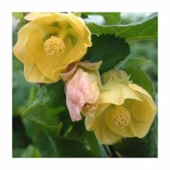 50-90cm Abutilon 'Canary Bird' | Indian Mallow | 3L Pot