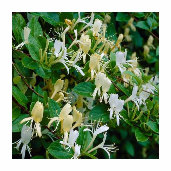 50-90cm Delavay Honeysuckle | Lonicera similis var. delavayi | 3L Pot 1 50-90cm Delavay Honeysuckle | Lonicera similis var. delavayi | 3L Pot