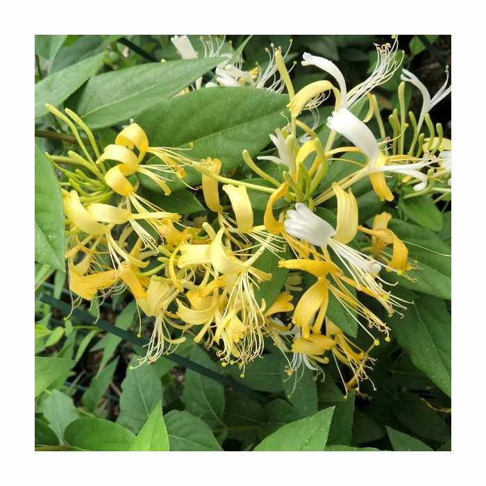 50-90cm Delavay Honeysuckle | Lonicera similis var. delavayi | 3L Pot 2 50-90cm Delavay Honeysuckle | Lonicera similis var. delavayi | 3L Pot - Image 2