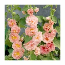 Alcea rosea 'Chater's Double Apricot' | 2L Pot