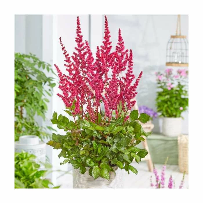 Astilbe 'Astary Red' | 10.5cm Pot 1 Astilbe 'Astary Red' | 10.5cm Pot