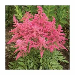 Astilbe 'Astary Rose Red Shades' | 10.5cm Pot