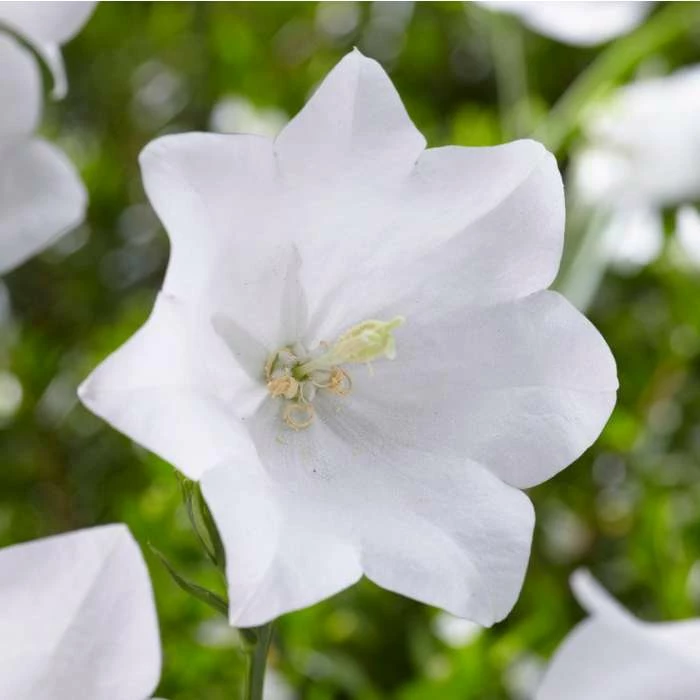 Campanula persicifolia 'Takion White' | 2L Pot 1 Campanula persicifolia 'Takion White' | 2L Pot