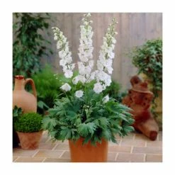 Delphinium 'Magic Fountain' Collection | 3 x 2L Pots 7 Delphinium 'Magic Fountain' Collection | 3 x 2L Pots -August Plants Shop PL9881 add image 2 4e28