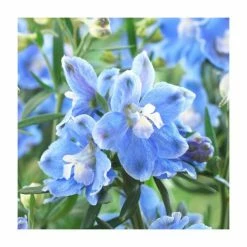 Delphinium 'Magic Fountain' Collection | 3 x 2L Pots 8 Delphinium 'Magic Fountain' Collection | 3 x 2L Pots -August Plants Shop PL9881 add image 3 d412