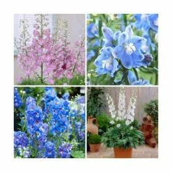 Delphinium 'Magic Fountain' Collection | 3 x 2L Pots