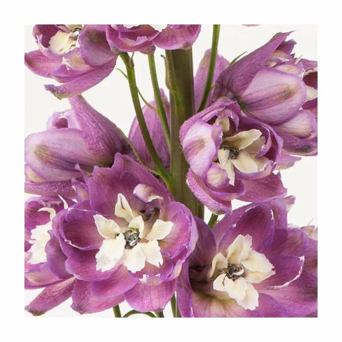 Delphinium 'Magic Fountain Deep Rose with White Bee' | 2L Pot 2 Delphinium 'Magic Fountain Deep Rose with White Bee' | 2L Pot - Image 2