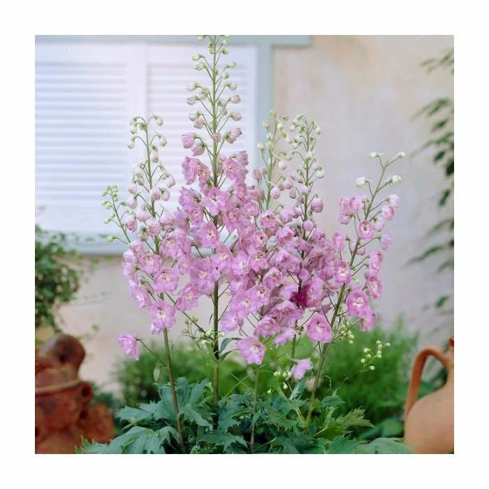 Delphinium 'Magic Fountain Deep Rose with White Bee' | 2L Pot 1 Delphinium 'Magic Fountain Deep Rose with White Bee' | 2L Pot