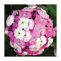 3 x Dianthus Plants | Dianthus Dash F1 Collection | 3 x 10.5cm Pots -August Plants Shop PL9887 add image 2 1e4a