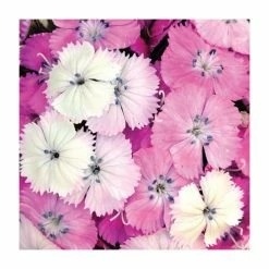 3 x Dianthus Plants | Dianthus Dash F1 Collection | 3 x 10.5cm Pots -August Plants Shop PL9887 add image 3 fe03