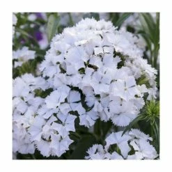 3 x Dianthus Plants | Dianthus Dash F1 Collection | 3 x 10.5cm Pots -August Plants Shop PL9887 add image 4 245e