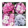 3 x Dianthus Plants | Dianthus Dash F1 Collection | 3 x 10.5cm Pots