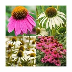 3 x Echinacea Plants | Echinacea purpurea Collection | 3 x 10.5cm Pots