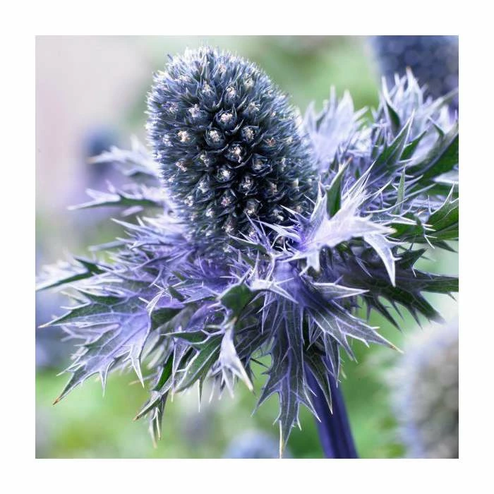 Eryngium 'Blue Hobbit' | 2L Pot 1 Eryngium 'Blue Hobbit' | 2L Pot