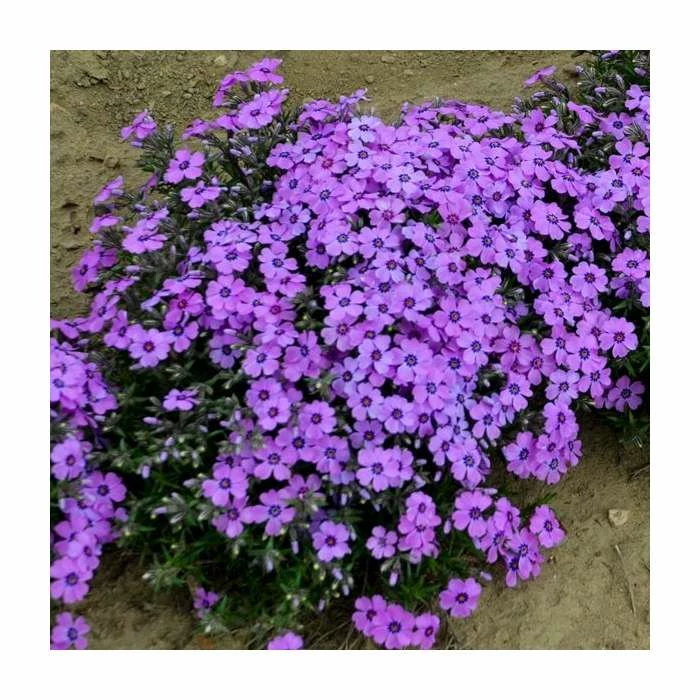 Phlox subulata 'Eye Shadow' | 3L Pot 2 Phlox subulata 'Eye Shadow' | 3L Pot - Image 2